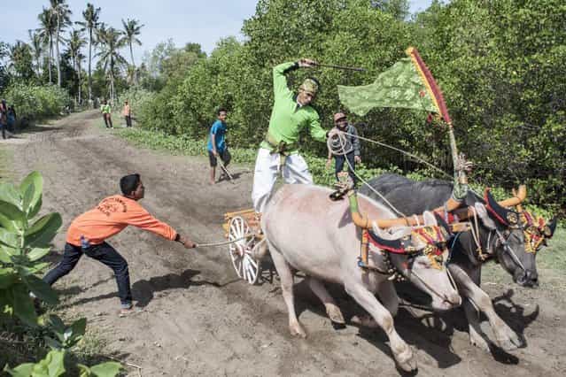 A spectator hits the buffalo with a stick to make them run faster during [Mekepung] traditional water buffalo race on July 28, 2013 in Jembrana, Bali, Indonesia. Meaning [to chase around], Mekepung is a race of water buffaloes driven by a jockey and was originally designed as a fun game for peasants to spend their free time between the end of harvest and the start of the planting season. (Photo by Putu Sayoga/Getty Images)