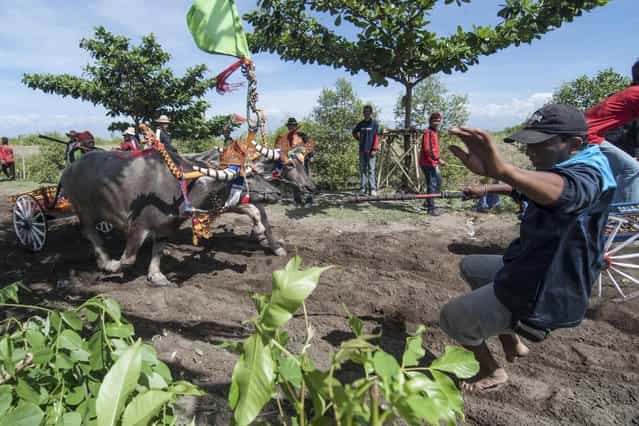 A man tries to avoid the running water buffalo during [Mekepung] traditional water buffalo race on July 28, 2013 in Jembrana, Bali, Indonesia. Meaning [to chase around], Mekepung is a race of water buffaloes driven by a jockey and was originally designed as a fun game for peasants to spend their free time between the end of harvest and the start of the planting season (Photo by Putu Sayoga/Getty Images)