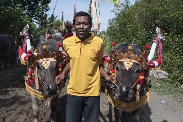 A man drags his buffalos to the starting line during [Mekepung] traditional water buffalo race on July 28, 2013 in Jembrana, Bali, Indonesia. Meaning [to chase around], Mekepung is a race of water buffaloes driven by a jockey and was originally designed as a fun game for peasants to spend their free time between the end of harvest and the start of the planting season (Photo by Putu Sayoga/Getty Images)