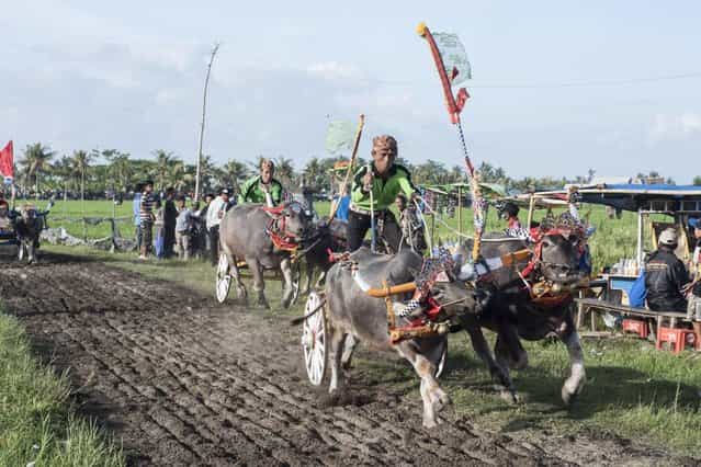Contestants compete during [Mekepung] traditional water buffalo race on July 28, 2013 in Jembrana, Bali, Indonesia. Meaning [to chase around], Mekepung is a race of water buffaloes driven by a jockey and was originally designed as a fun game for peasants to spend their free time between the end of harvest and the start of the planting season (Photo by Putu Sayoga/Getty Images)