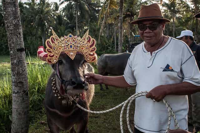A man poses with his water buffalo during [Mekepung] traditional water buffalo race on July 28, 2013 in Jembrana, Bali, Indonesia. Meaning [to chase around], Mekepung was originally designed as a fun game for peasants to spend their free time when the harvest time was ended, as they were waiting for the start of the planting season. (Photo by Putu Sayoga/Getty Images)