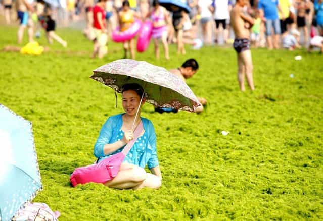 Tourists play at a beach covered by a thick layer of green algae in Qingdao, China, on July 3, 2013. A large quantity of non-poisonous green seaweed, enteromorpha prolifera, hit China's Qingdao coast last month. More than 20,000 tons of such seaweed has been removed from the city's beaches. This has now become an annual summer event. (Photo by Whitehotpix/ZumaPress.com)
