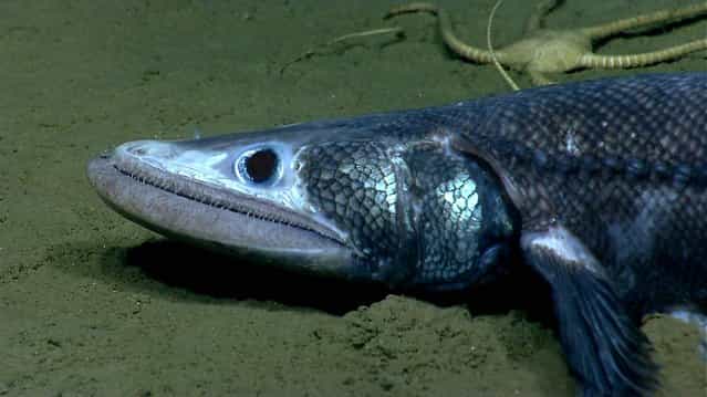 One of the stranger looking animals researchers saw in Veatch Canyon, a bathysaurus. These fish use their lower jaw to scoop in the sand. (Photo by National Oceanic and Atmospheric Administration)