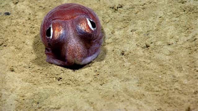 An octopus is filmed by the National Oceanic and Atmospheric Administration ship Okeanos Explorer and its robotic sub. (Photo by National Oceanic and Atmospheric Administration)