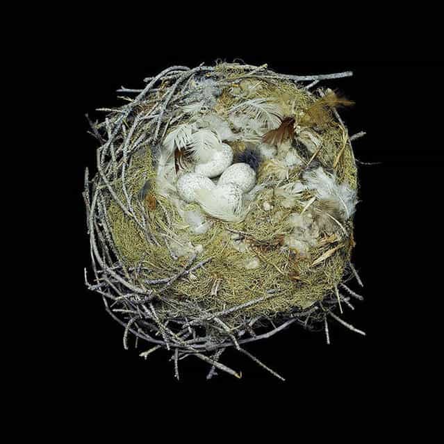 Bird Nest By Sharon Beals
