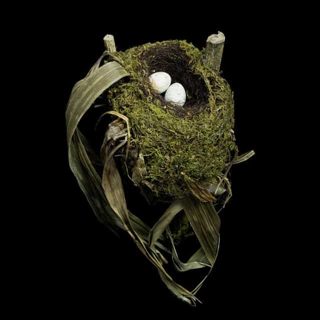 Bird Nest By Sharon Beals Part 2 Gagdaily News