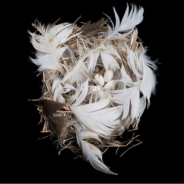Bird Nest By Sharon Beals Part2