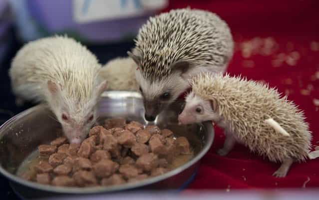 Parent hedgehogs Maria, left, and Gosha, 2nd right, eat with their albino babies in a private Zoo in Moscow, Russia, Thursday, August 22, 2013. Three rare albino hedgehog babies, born on the same day as Britain's new prince, have moved into a miniature castle at a Moscow petting zoo. The three are named after the Prince of Cambridge – George, Alexander and Louis. On Thursday, when they turned one month old, they were shown their new home at the All-Russia Exhibition Center. (Photo by Alexander Zemlianichenko Jr./AP Photo)