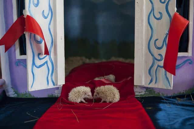 Albino hedgehog babies sit on a red carpet in front of their new home in a private Zoo in Moscow, Russia, Thursday, August 22, 2013. Three rare albino hedgehog babies, born on the same day as Britain's new prince, have moved into a miniature castle at a Moscow petting zoo. The three are named after the Prince of Cambridge – George, Alexander and Louis. On Thursday, when they turned one month old, they were shown their new home at the All-Russia Exhibition Center. (Photo by Alexander Zemlianichenko Jr./AP Photo)