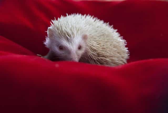 An albino hedgehog baby sits in a plush bed in a private Zoo in Moscow, Russia, Thursday, August 22, 2013. Three rare albino hedgehog babies, born on the same day as Britain's new prince, have moved into a miniature castle at a Moscow petting zoo. The three are named after the Prince of Cambridge – George, Alexander and Louis. On Thursday, when they turned one month old, they were shown their new home at the All-Russia Exhibition Center. (Photo by Alexander Zemlianichenko Jr./AP Photo)