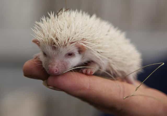 A visitor holds an albino hedgehog in a private Zoo in Moscow, Russia, Thursday, August 22, 2013. Three rare albino hedgehog babies, born on the same day as Britain's new prince, have moved into a miniature castle at a Moscow petting zoo. The three are named after the Prince of Cambridge – George, Alexander and Louis. On Thursday, when they turned one month old, they were shown their new home at the All-Russia Exhibition Center. (Photo by Alexander Zemlianichenko Jr./AP Photo)