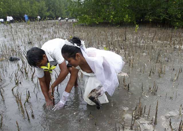 A newly wed couple, Joey Bayo, 24 and his wife Lea, 20, plant a mangrove tree after a mass wedding of the theme [Love affairs with Nature], in San Jose town, Puerto Princesa, Palawan city, western Philippines February 14, 2011. At least 150 couples were married on the Valentine's Day in Palawan. (Photo by Romeo Ranoco/Reuters)