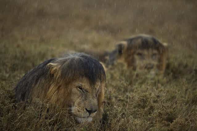 [Sharing a shower]. Animals in Their Environment, Michael Nichols, National Geographic, USA. Scientists have long thought that the main reason that lions band together is to hunt – that food, essentially, is the evolutionary force behind their social bonds. Recently, though, it has emerged that the close bonds between males are molded by another pressure: the actions of mutual rivals. C-Boy, a black-maned male lion, and his coalition partner Hildur, once controlled a superior territory in Tanzania’s Serengeti National Park, but they were deposed by a squad of four males known to researchers as the Killers. Nick came across C-boy and Hildur hunkered down in the rain. Though he had spent many months photographing Serengeti lions, he had spent most of his time with larger prides of females. ‘I had never before seen these two senior coalition males together,’ he says. They were used to the car that Nick was in, so he was able to use a simple zoom lens and ambient light. The rain isn't as unwelcome as their expressions suggest: when water is scarce, the closely bonded pair lick drops from their own and each other’s fur. Canon EOS-1D X + 70-200mm f2 lens; 1/350 sec at f2.8; ISO 400. (Photo by Michael Nichols)