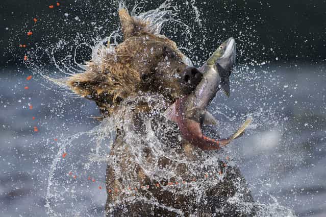[Sockeye catch]. Valter Bernardeschi, Italy. Each year between July and September, millions of sockeye salmon migrate from the Pacific back up rivers to the fresh waters of Lake Kuril, to spawn in the waters where they were born. This volcanic crater lake, in the South Kamchatka Sanctuary in the Russian Far East, is the largest sockeye salmon spawning ground in Eurasia. The annual glut attracts Kamchatka brown bears from the surrounding forests to feast on the fish and fatten up for hibernation. Following the example of the bears, Valter waded into the icy water to get the right perspective and to wait for an action moment – a real test of physical endurance. By doing so, [I almost became one of them], and [in the silence of the Garden of Eden I did not think about anything else]. This bear reared up some three meters on its hind legs and scanned the water for fish. Suddenly it pounced on a female salmon swollen with roe, the force sending a string of crimson eggs spinning out of her body. Nikon D4 + 200-400mm f4 lens at 250mm; 1/8000 sec at f4; ISO 720; Gitzo GT3530s tripod. (Photo by Valter Bernardeschi)