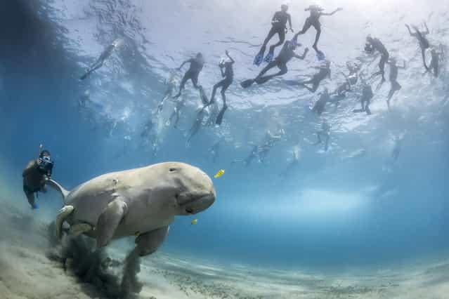 [The pull of a dugong]. Douglas Seifert, USA. When a dugong is feeding in the bay of Marsa Alam, Egypt, snorkellers flock to see it. On this occasion, Douglas found himself watching the snorkelers as more and more of them hassled it until it fled for the open sea. These tourists would undoubtedly agree that without dugongs the world would be a poorer place, but without control of the numbers and behaviour of snorkellers and divers, they only add to the pressure faced by the dugongs, just seven of which are known to live along the 100km coastline. The real problem is urbanisation of the coast, which is destroying the seagrass beds the dugongs depend on. What is urgently needed are. Nikon D800 + 15mm fisheye f2.8 lens; 1/320 sec at f16; ISO 640; Nauticam housing; two INON z-220 strobes. (Photo by Douglas Seifert)
