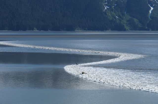 A kayaker rides the biggest bore tide of the summer as it roared into Turnagain Arm south of Anchorage, Alaska, on June 5, 2012. (Photo by Ron Barta/AP Photo via The Atlantic)