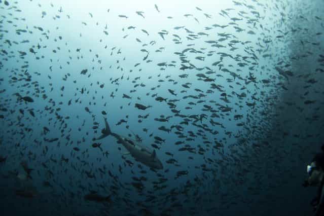 A tuna swims among a school of fish as a scuba diver looks on at Galapagos Marine Reserve August 19, 2013. (Photo by Jorge Silva/Reuters)