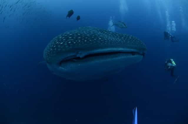 A whale shark is seen in the Galapagos Islands in this September 5, 2012 picture released to Reuters September 26, 2012. Galapagos National Park, Charles Darwin Foundation (CDF) and the University of California – Davis, made satellite tagging of whale sharks in order to understand this species locally, regionally and globally in the migration process patterns. (Photo by Jonathan Green/Reuters/Galapagos National Park)