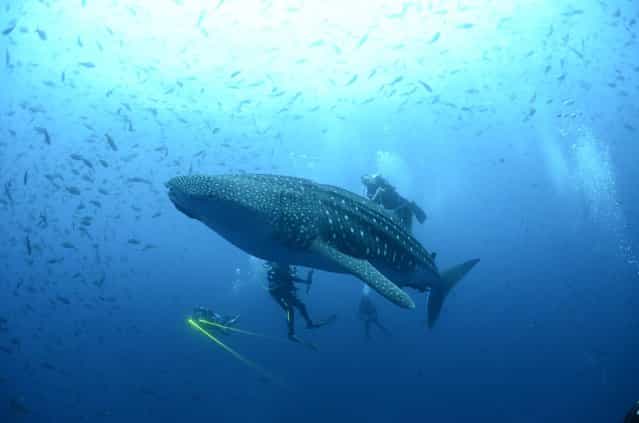 A whale shark is seen in the Galapagos Islands in this September 11, 2012 picture released to Reuters September 26, 2012. Galapagos National Park, Charles Darwin Foundation (CDF) and the University of California – Davis, made satellite tagging of whale sharks in order to understand this species locally, regionally and globally in the migration process patterns. (Photo by Jonathan Green/Reuters/Galapagos National Park)
