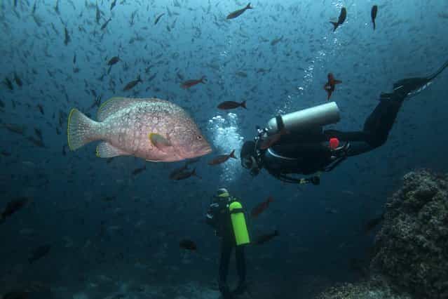 A scuba diver swims next to a Leather Bass close to Wolf Island at Galapagos Marine Reserve August 19, 2013. (Photo by Jorge Silva/Reuters)
