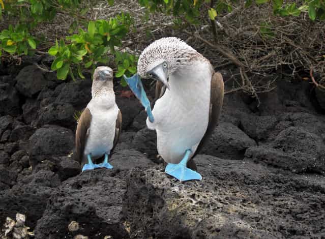 [Dancing boobies. Two blue-footed boobies in the Galapagos Islands]. (Photo by Jessie Reeder)