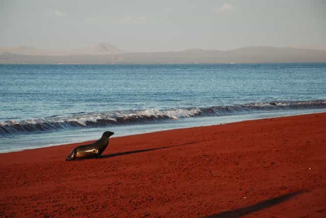 Sea lion on rabida island. (Photo by Tony Olivett)