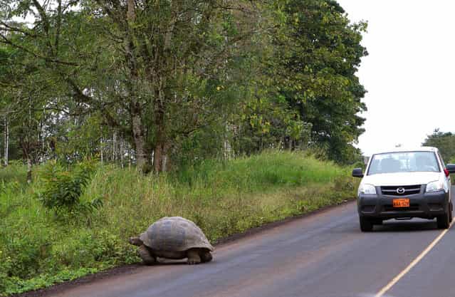 [Pay attention! Galapagos giant tortoise on the road!] (Photo by Cyro Masci)