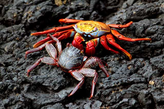 Zayapa red crabs. (Photo by Derek Schnake)