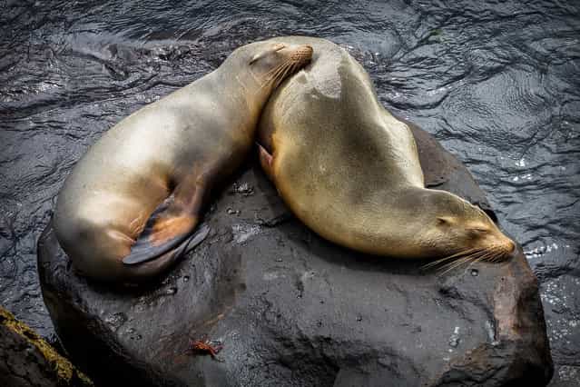 [Tough life. Galapagos Sea Lions]. (Photo by Carl Fredrickson)