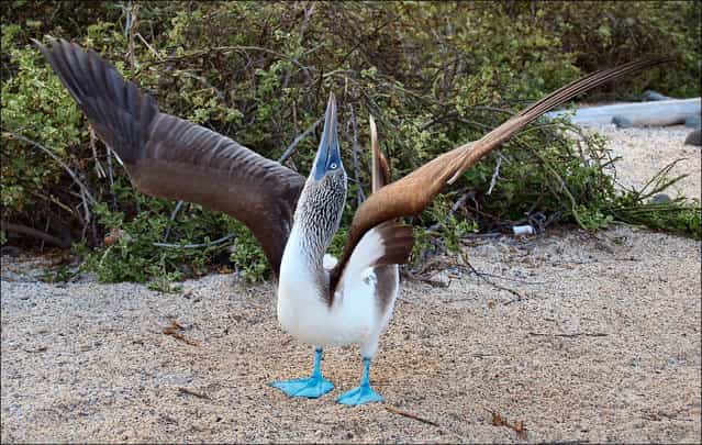 [Blue-footed Booby]. (Photo by Debbie Hall)