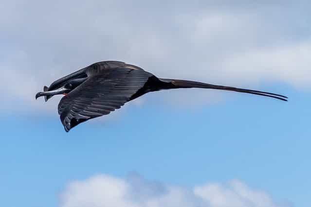 [Magnificent Frigatebird. Shot parallel to me while I was on the sun deck]. (Photo by Carl Fredrickson)