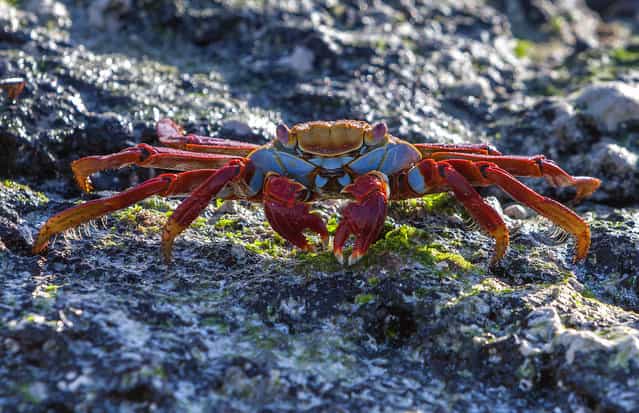 A Zayapa red crab. (Photo by Carl Fredrickson)