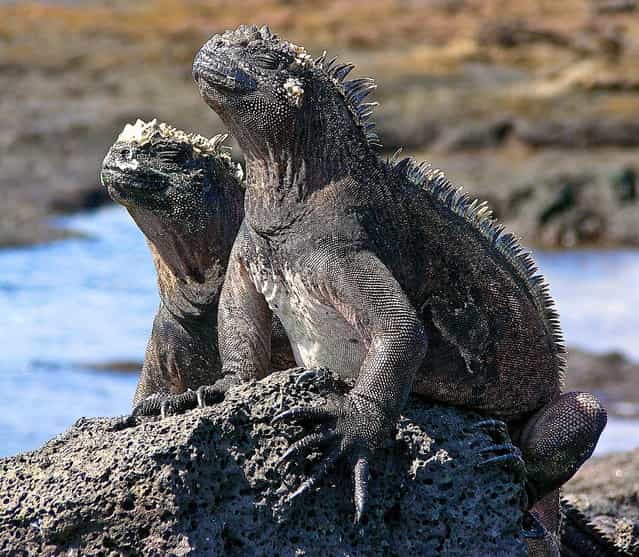 South America – The Galapagos; Marine iguanas. (Photo by jasbond007)