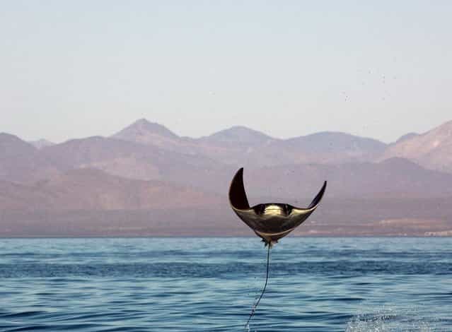 Manta Ray leaping – Sea of Cortez. (Photo by Brian Skerry)
