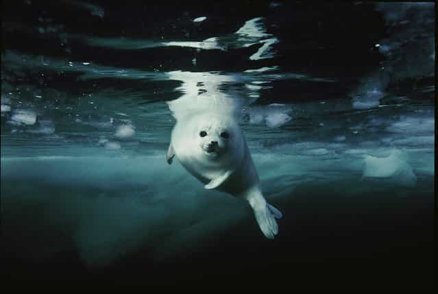 [Underwater Pup]. As polar ice sheets break away and return less and less each year, harp seals such as this one from the Gulf of St. Lawrence, Canada, face increasing challenges to maintain stable populations. This image is one of five photographs selected by the public to appear in [Portraits of Planet Ocean: The Photography of Brian Skerry], which opens September 17 at the National Museum of Natural History in celebration of the fifth anniversary of the Sant Ocean Hall. (Photo by Brian Skerry)