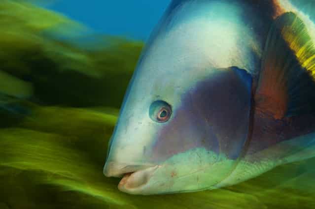 [Close up]. (Photo by Brian Skerry)