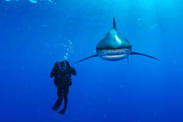 This Bahamian oceanic whitetip shark, known for the distinctive coloring on its white-tipped, rounded extremities, is part of a globally threatened species due to overfishing demands, primarily for its fins. (Photo by Brian Skerry)