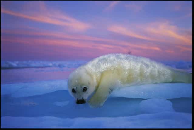 [Sunset Pup]. (Photo by Brian Skerry)