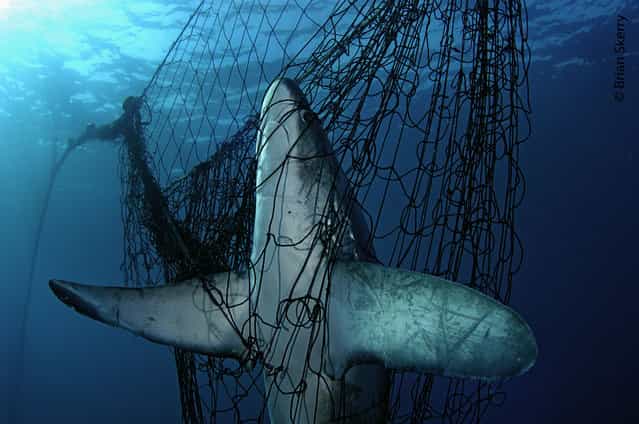 A Thresher shark (Alopias vulpinus) is fatally caught in a fishing net, Mexico. (Photo by Brian Skerry)