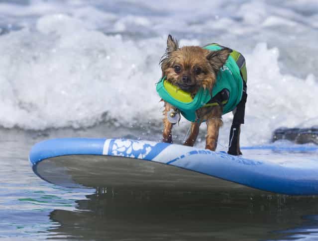 [Little Surfer]. (Photo and caption by Nathan Rupert)