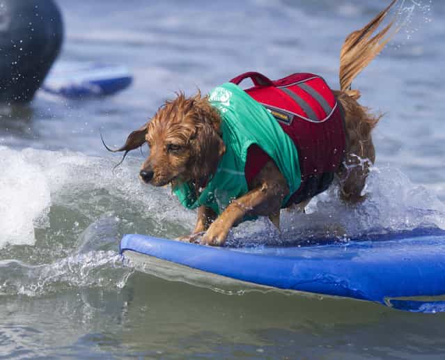 [Antonio the surfing dog]. (Photo and caption by Nathan Rupert)