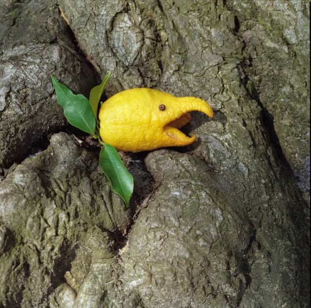 [The lemon bird]. (Photo by Christel Jeanne)