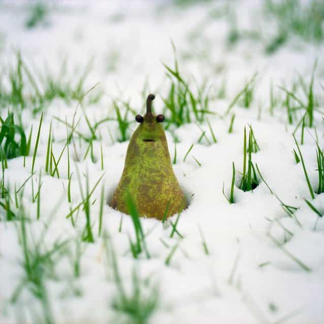 [The groundhog peeps out of the snow?] (Photo by Christel Jeanne)