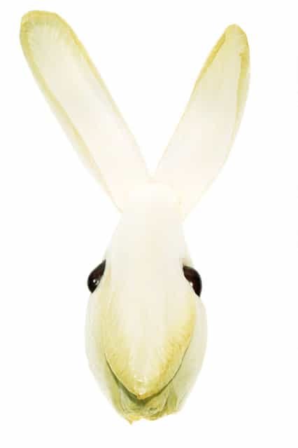 [The endive bunny!] (Photo by Christel Jeanne)