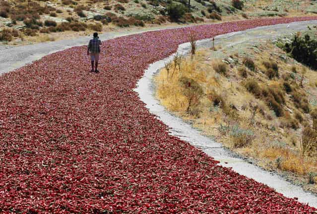 Okkes Sahin (16) walks on hot peppers laid out on a road to dry under the sun in Kilis province September 12, 2013. Farmers sell their peppers to factories producing pepper products after drying them under the sun for a week. (Photo by Umit Bektas/Reuters)