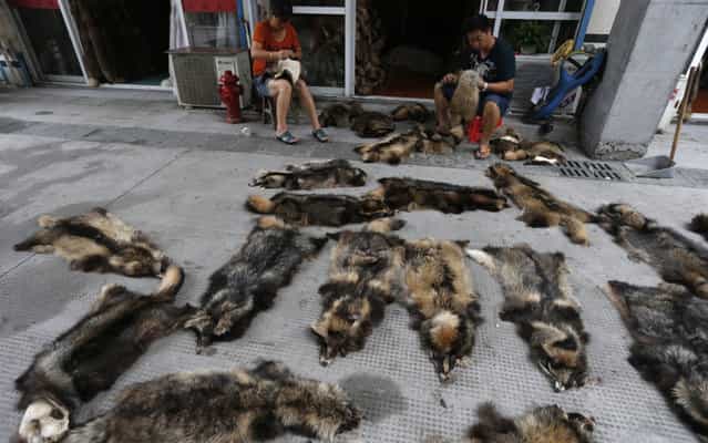 Vendors trim raccoon dog fur at a fur market in Chongfu township, Zhejiang province September 13, 2013. The 100-square-metre Chongfu township, which houses over 100,000 residents in Eastern China's Zhejiang province, is known as the biggest fur designing, researching, producing and exporting centre in China. The township is the home of 1,469 fur companies, according to its government website. (Photo by Reuters/Stringer)