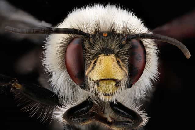 Anthophora bomboides, male, Allegany County, Maryland. (Photo and caption by Sam Droege/USGS Bee Inventory and Monitoring Lab)