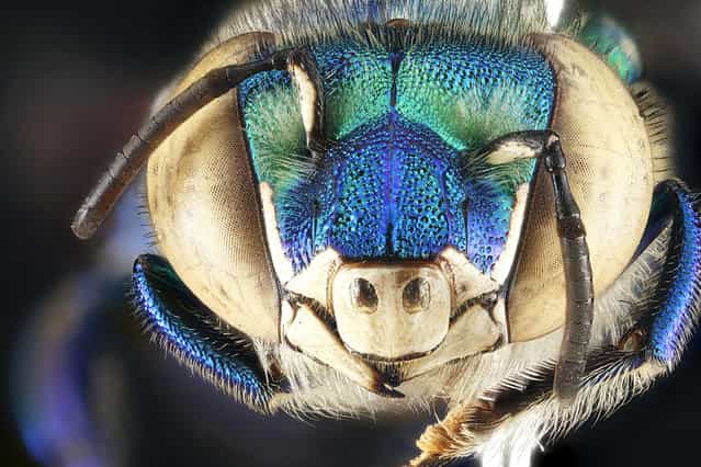 Eugloss dilemma, male, Florida, Biscayne National Monument. (Photo and caption by Sam Droege/USGS Bee Inventory and Monitoring Lab)