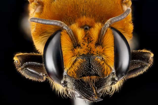 Megachile lanata, female, GTMO, Cuba. (Photo and caption by Sam Droege/USGS Bee Inventory and Monitoring Lab)