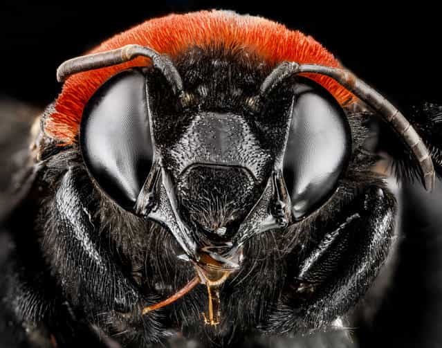 Centris, U, face, Dominican Republic. (Photo and caption by Sam Droege/USGS Bee Inventory and Monitoring Lab)